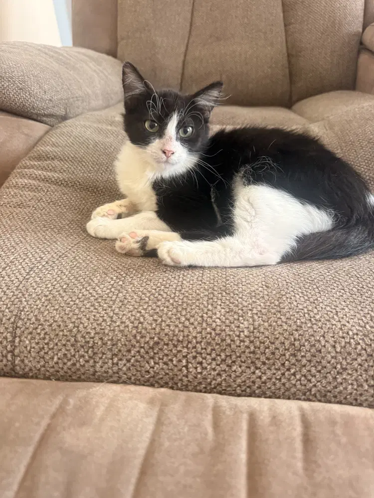 River - Domestic Medium Hair