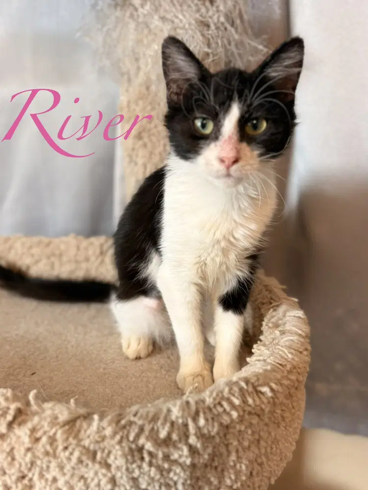 River image 2