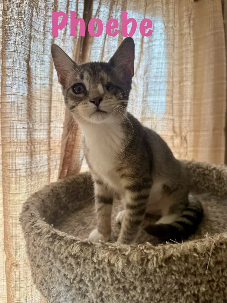 Phoebe - Domestic Short Hair