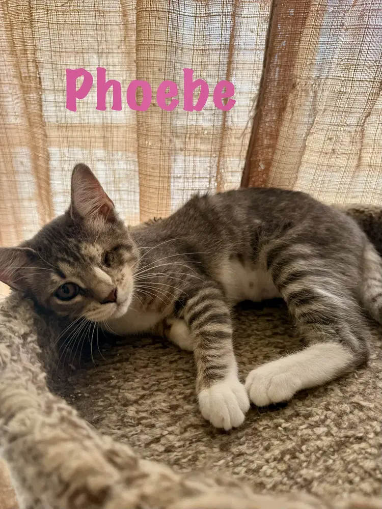 Phoebe image 2