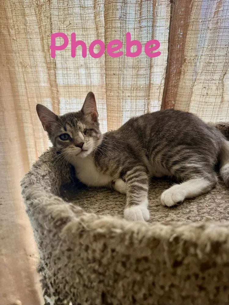 Phoebe image 3