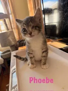 Phoebe image 4