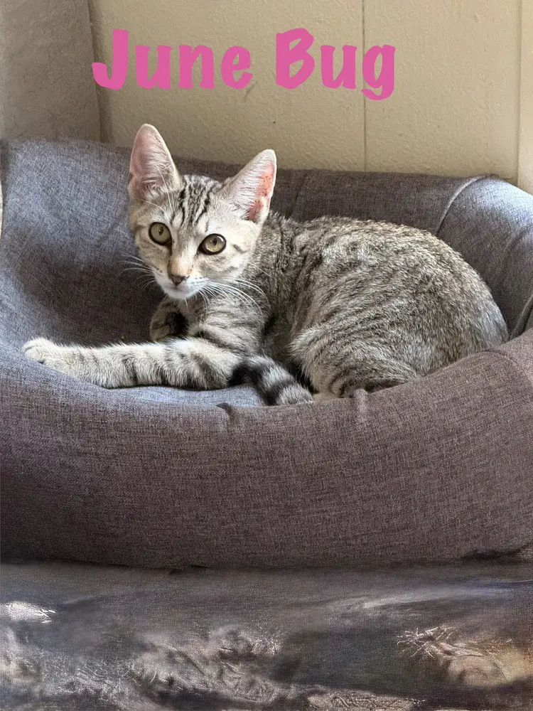 June Bug - Domestic Short Hair