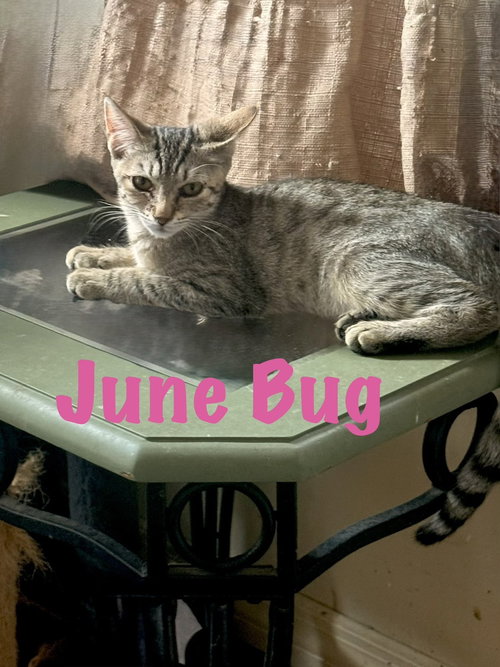 June Bug, a cat for adoption from Full of Cattitude Inc