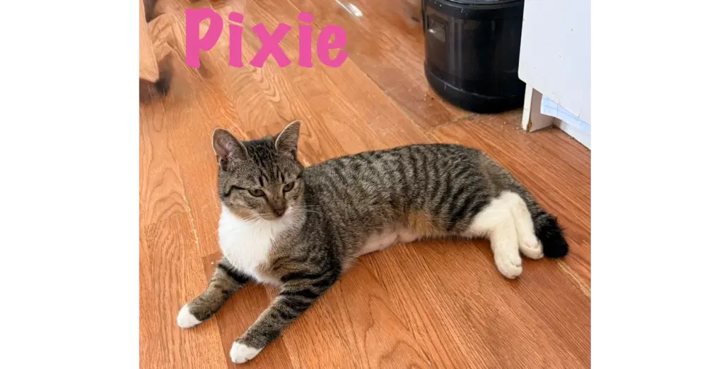Pixie - Domestic Short Hair