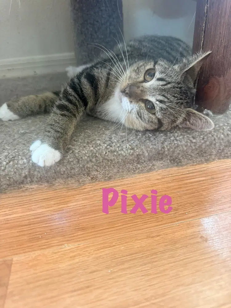 Pixie image 2