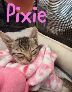 Pixie image 3