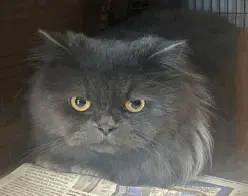 Willi - Persian