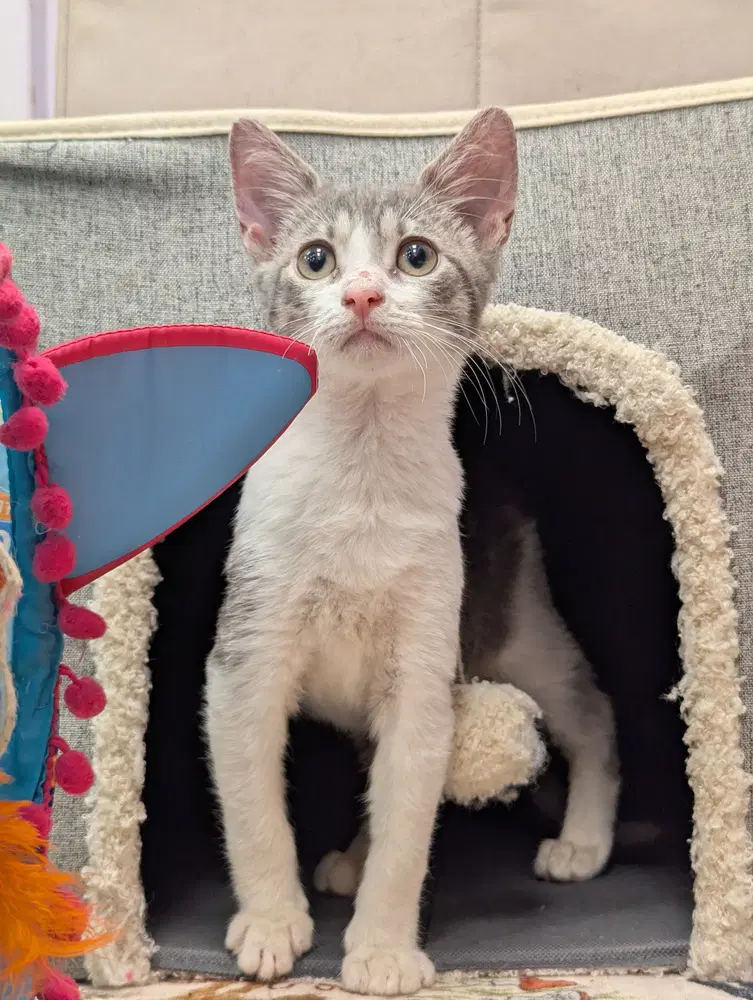Shrew - Domestic Short Hair