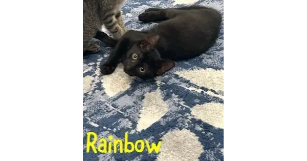 Rainbow - Domestic Short Hair
