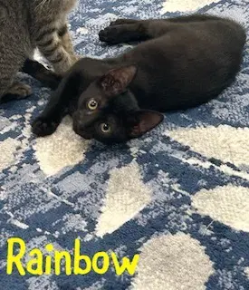 Rainbow image 2
