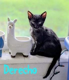 Derecho