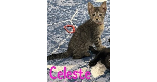 Celeste