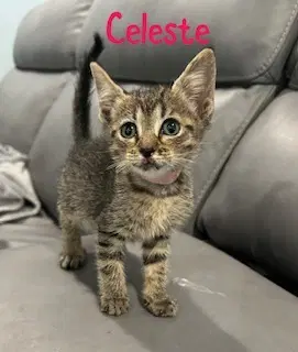 Celeste image 2