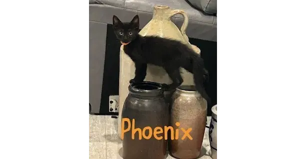 Phoenix - Domestic Short Hair