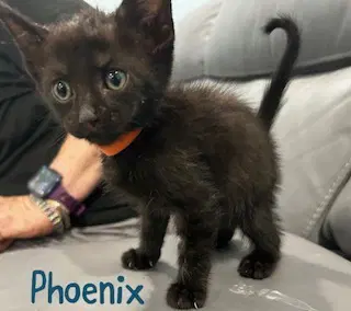 Phoenix image 2