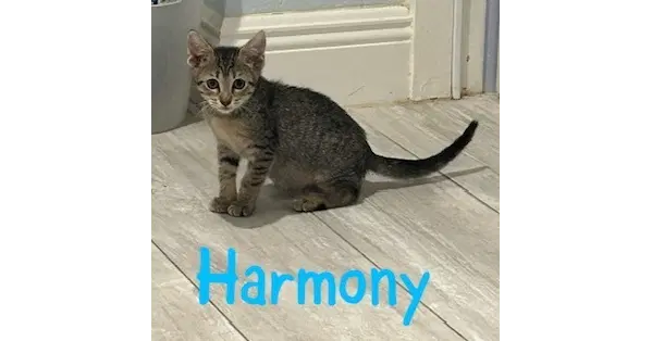 Harmony - Domestic Short Hair
