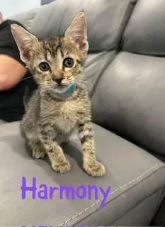 Harmony image 2