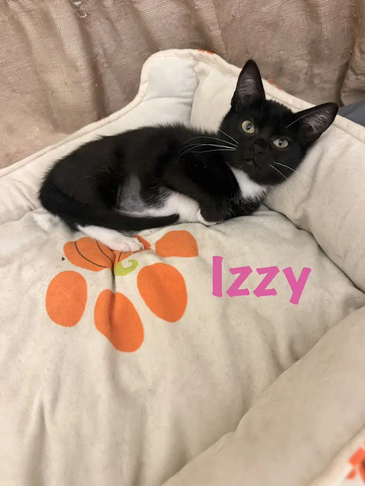 Izzy image 2
