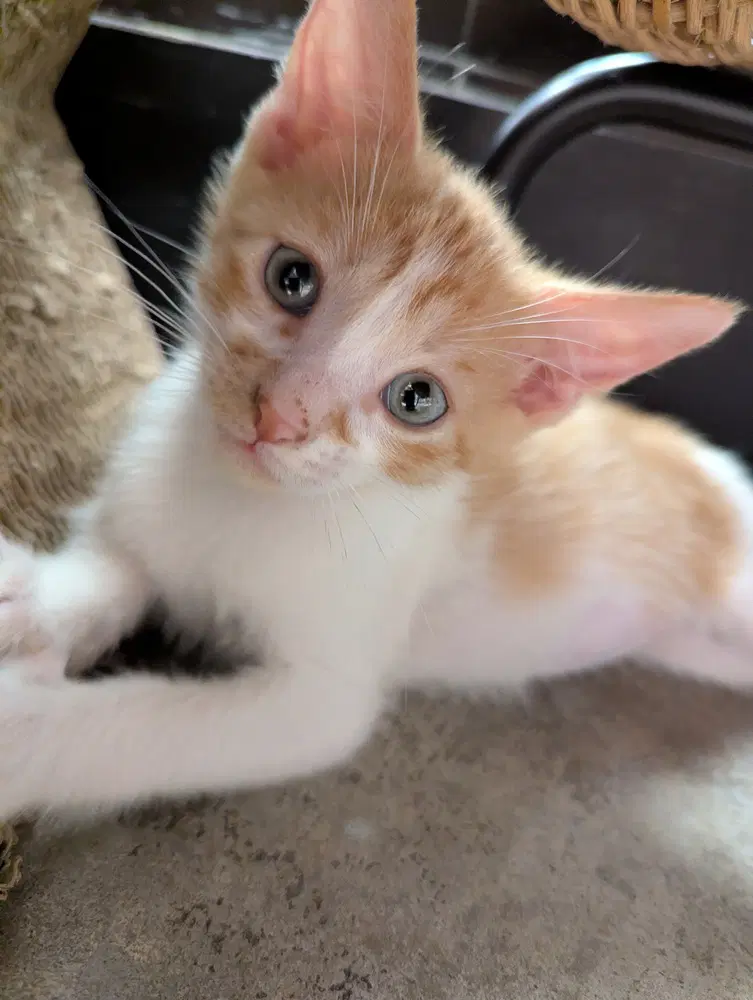 Moscato - Domestic Short Hair