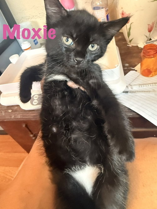 picture of the cat needing adoption