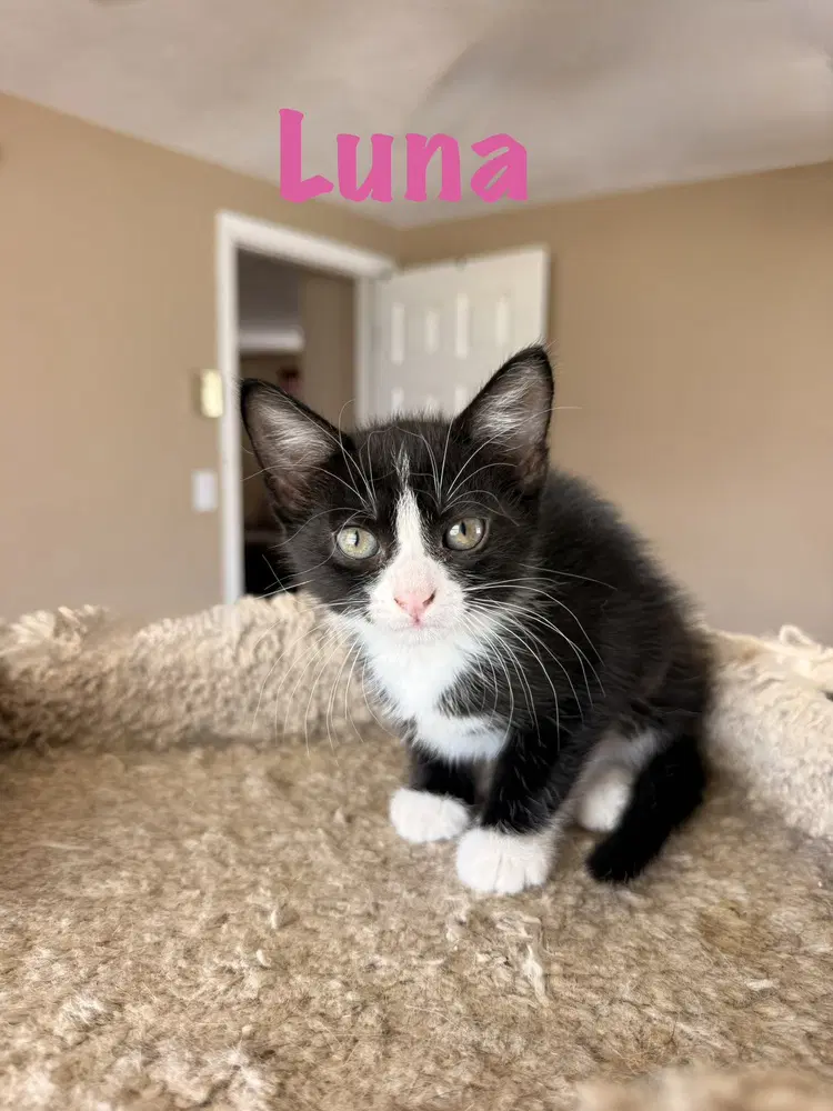 Luna image 1