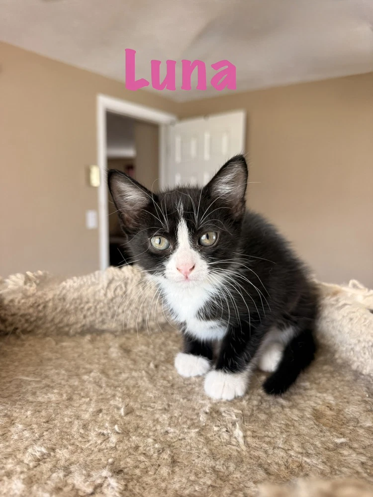 Luna