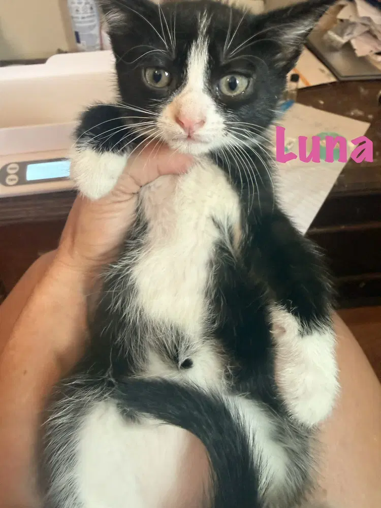 Luna image 2