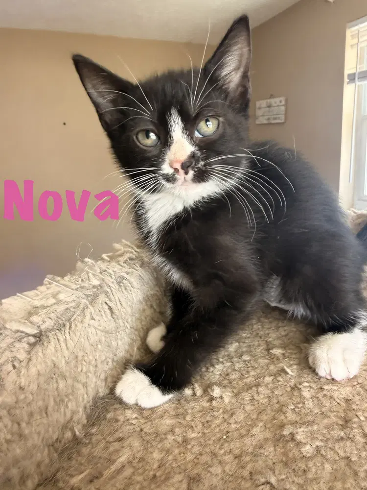 Nova - Domestic Short Hair