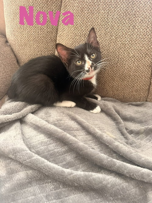 Nova, a cat for adoption from Full of Cattitude Inc