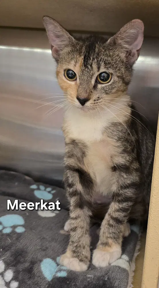 Meerkat image 1
