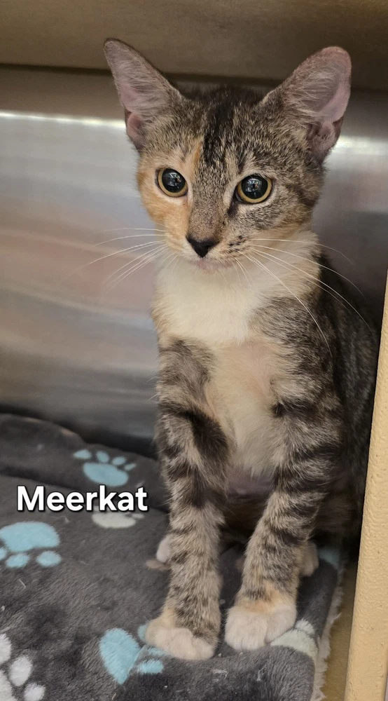 Meerkat