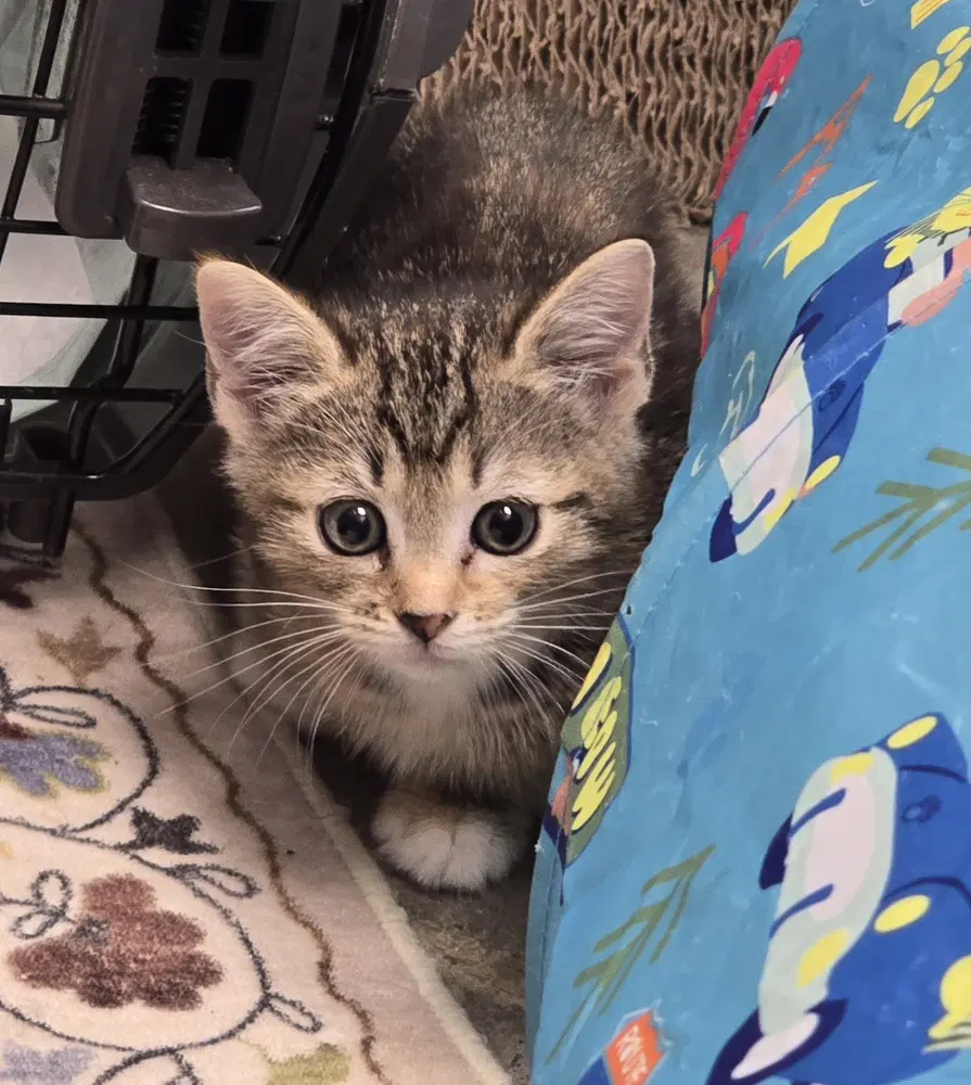 Warbler - Domestic Short Hair