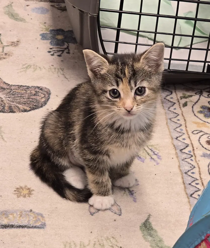Finch - Domestic Short Hair