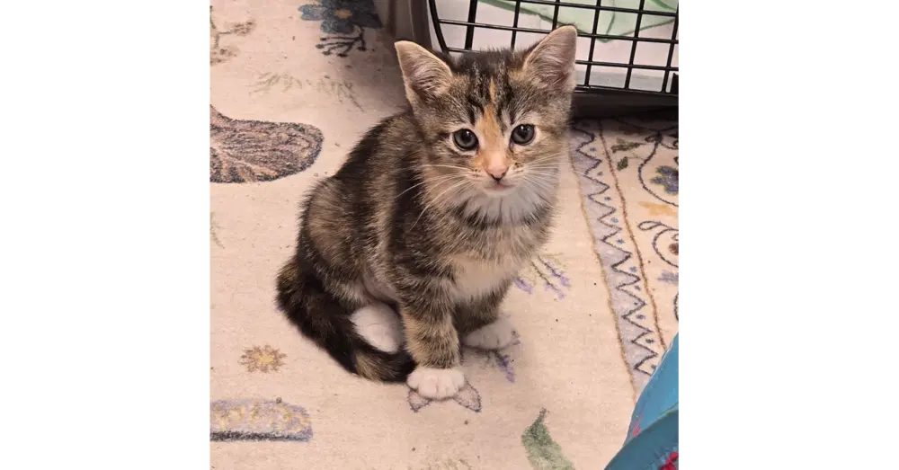 Finch - Domestic Short Hair