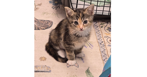 picture of the cat needing adoption