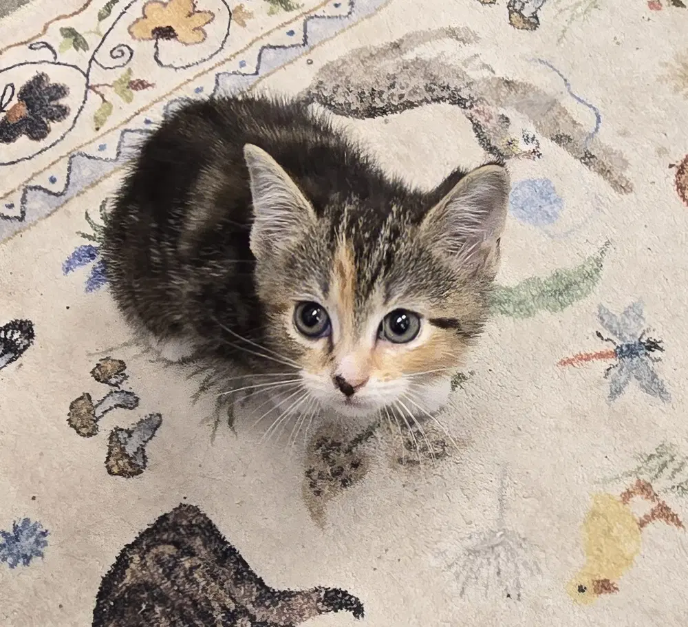 Albatross - Domestic Short Hair