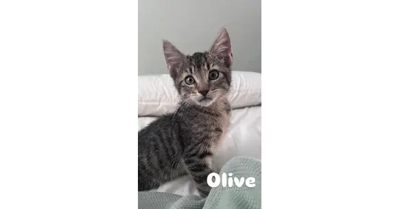 Olive - Domestic Short Hair
