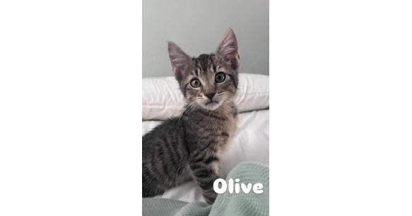 Olive