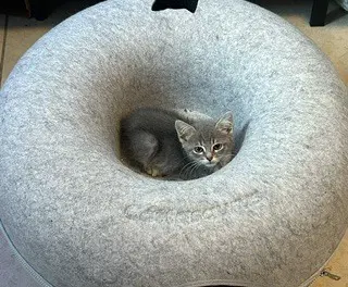 Lexie - Domestic Short Hair