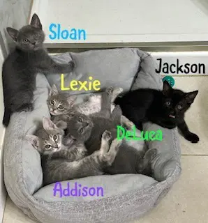 Lexie image 3