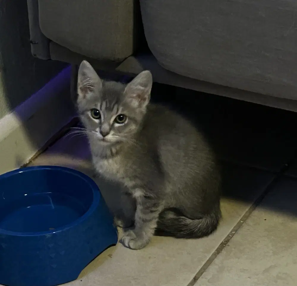 Addison - Domestic Short Hair