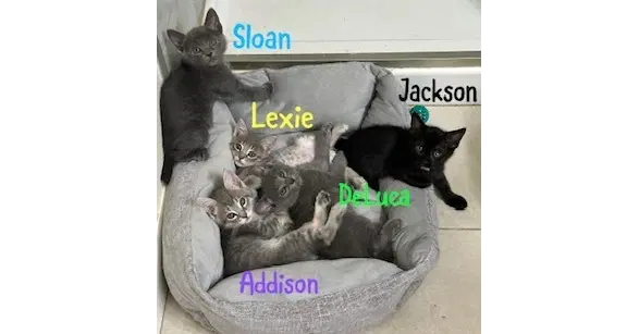 Addison image 2