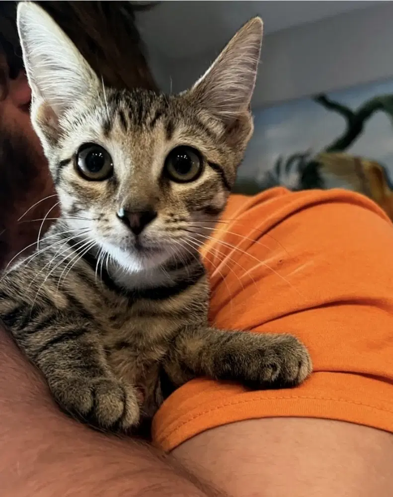 Missy - Domestic Short Hair