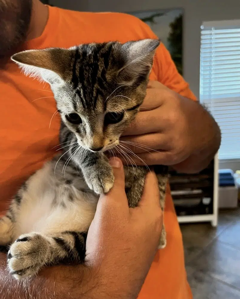 Maze - Domestic Short Hair