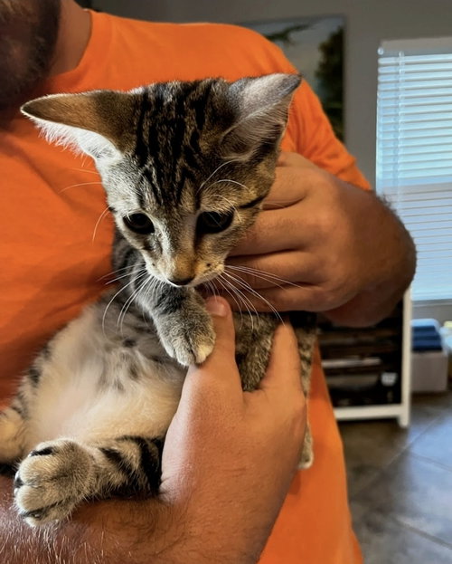 Maze, a cat for adoption from Full of Cattitude Inc