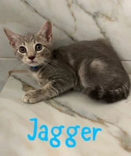 Jagger