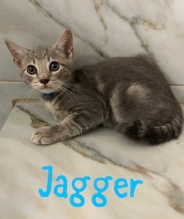 Jagger, a cat for adoption from Full of Cattitude Inc