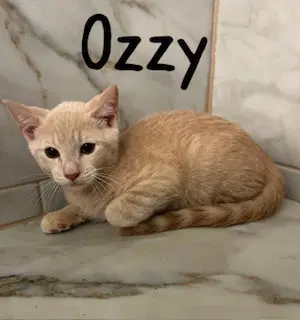 Ozzy - Domestic Short Hair