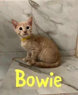 Bowie - Domestic Short Hair